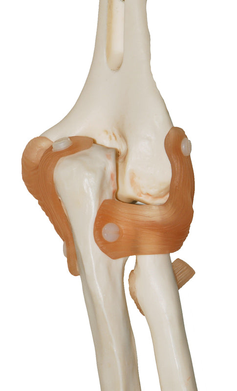 Flexible elbow model with ligaments and extremely realistic bones