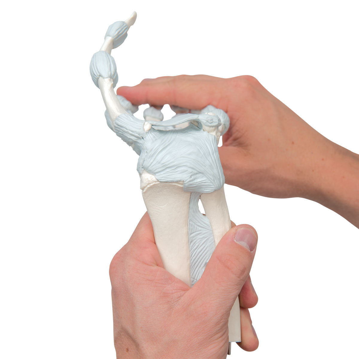 Flexible hand model with elastic ligaments 