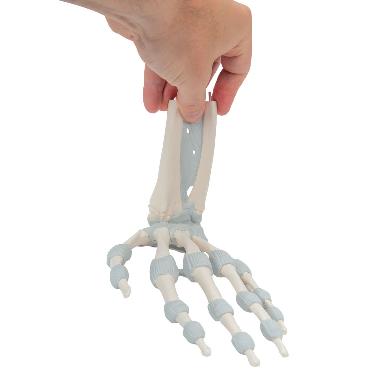 Flexibel handmodell med elastiska ligament 