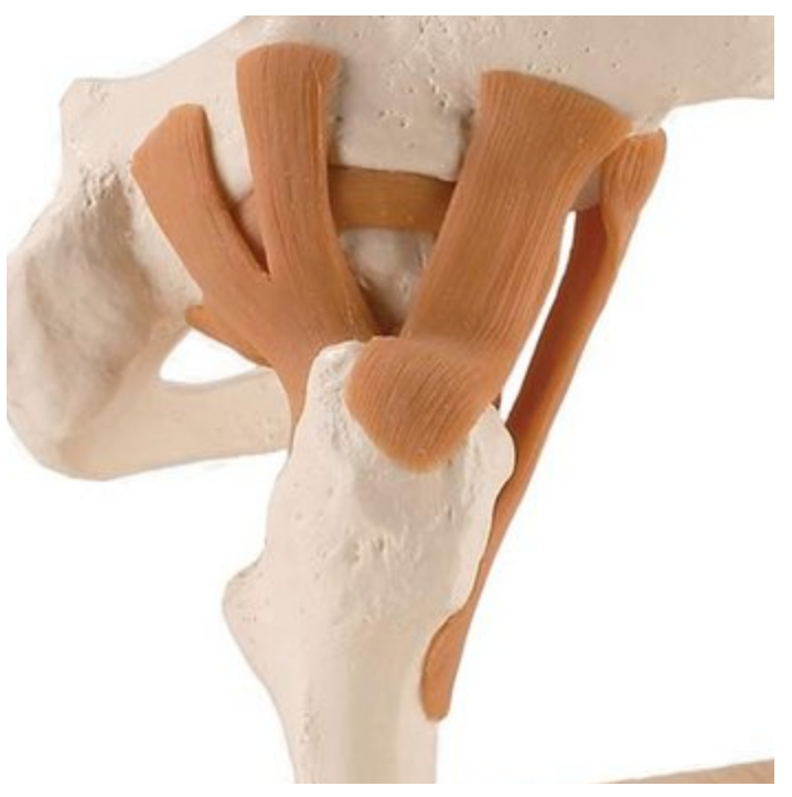 Particularly flexible hip model with ligaments