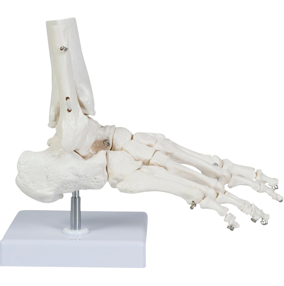 Flexible model of the skeleton of the foot as well as a bit of the tibia and fibula presented on a removable stand