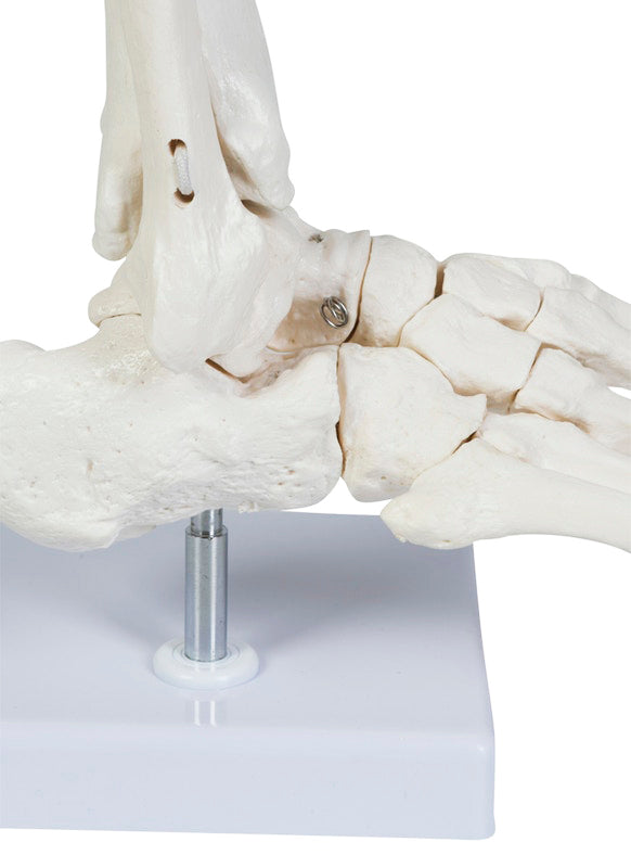 Flexibel modell av fotens skelett samt lite av skenbenet och fibula presenterat på ett avtagbart stativ