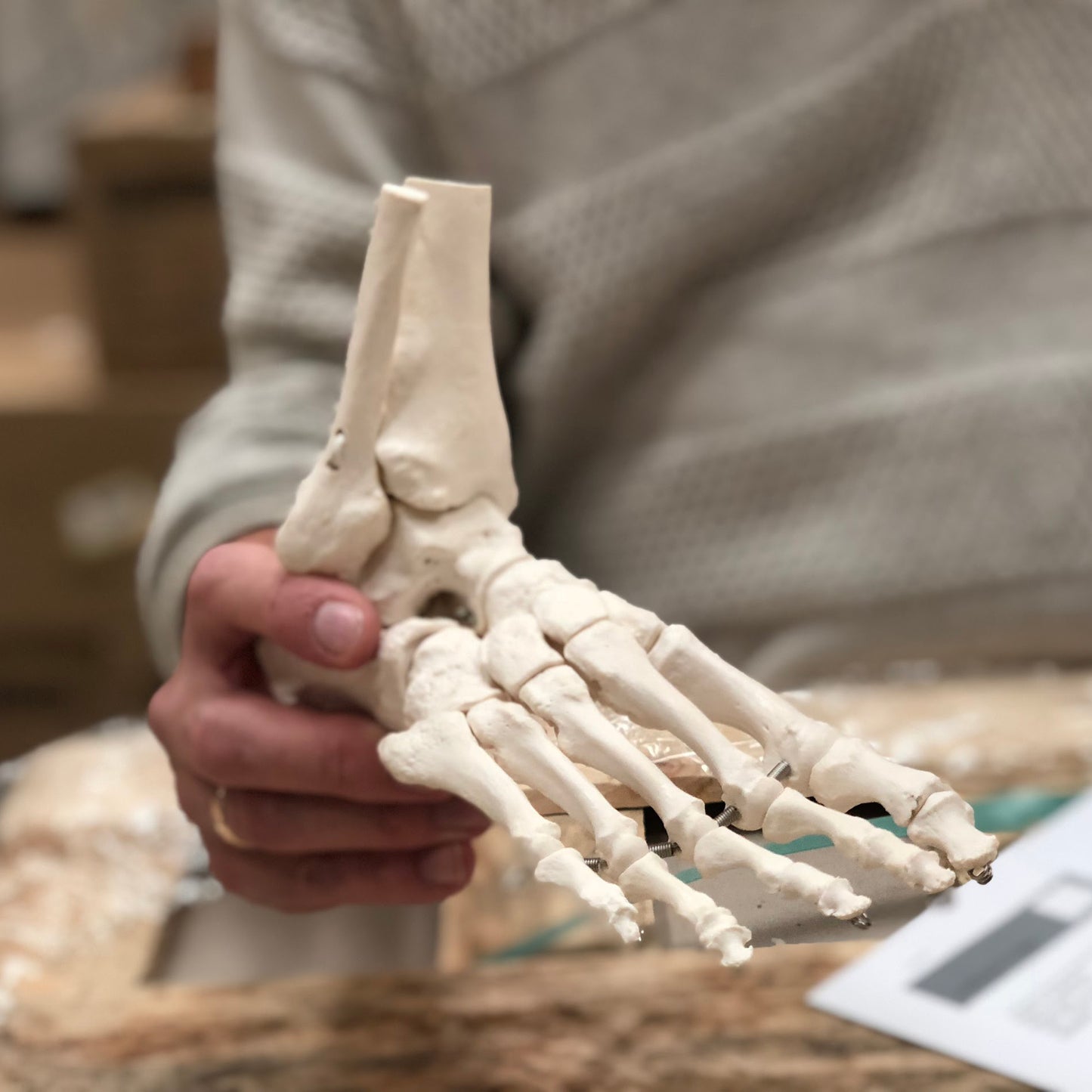 Flexibel modell av fotens skelett samt lite av skenbenet och fibula presenterat på ett avtagbart stativ