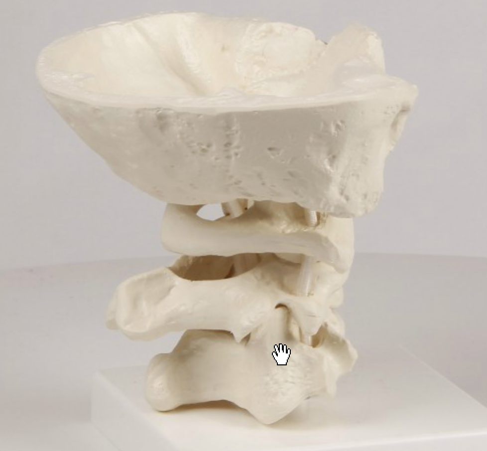 ENLARGED and flexible model of the upper joints of the spine for targeted movements