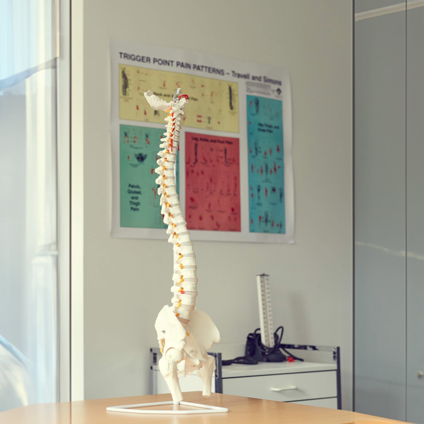 Fleksibel model af rygsøjlen med nerver og andre knogler præsenteret på stativ