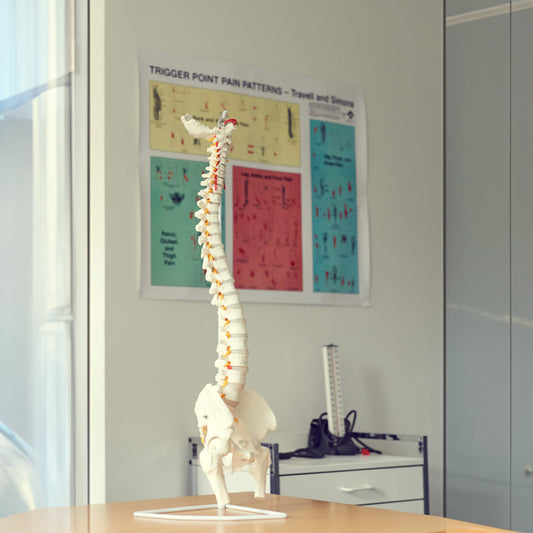 Flexibel modell av ryggraden med nerver och andra ben presenterade på ett stativ