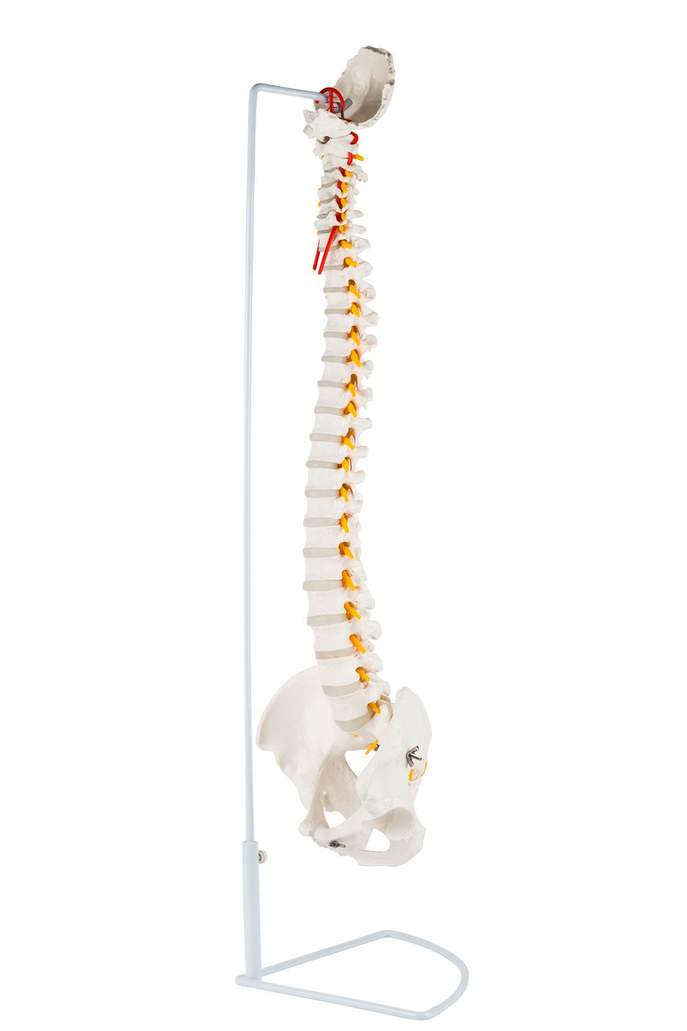 Flexible model of the spine with nerves and other bones presented on a stand