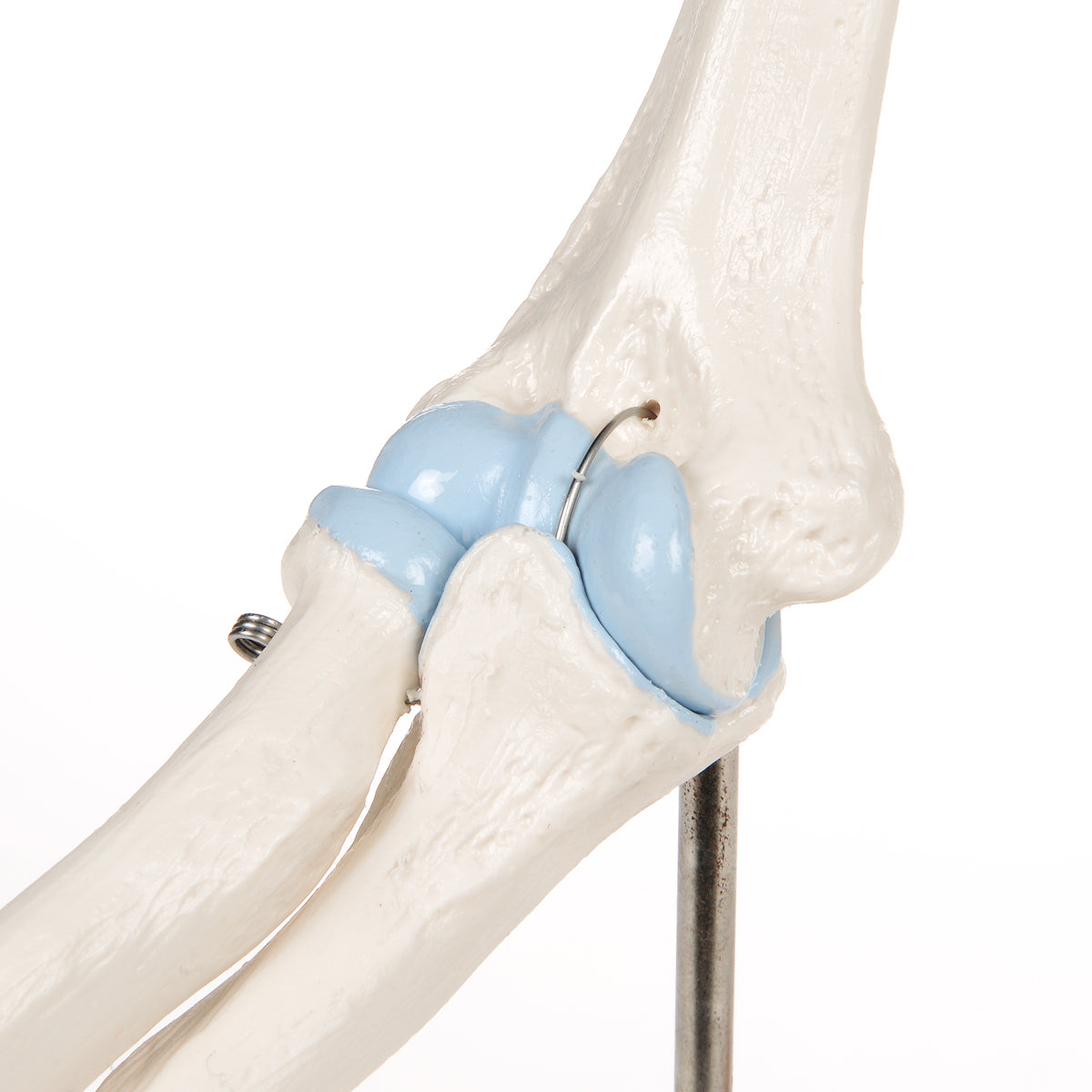 Flexible and reduced elbow model plus a cross section of the elbow joint