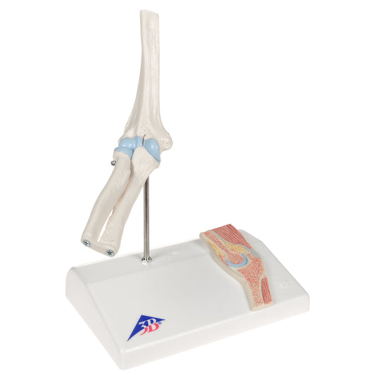 Flexible and reduced elbow model plus a cross section of the elbow joint