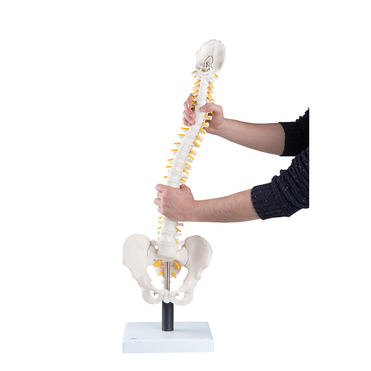 Flexibel modell av ryggraden med extra mjuka skivor, nerver etc. presenterat på stativ