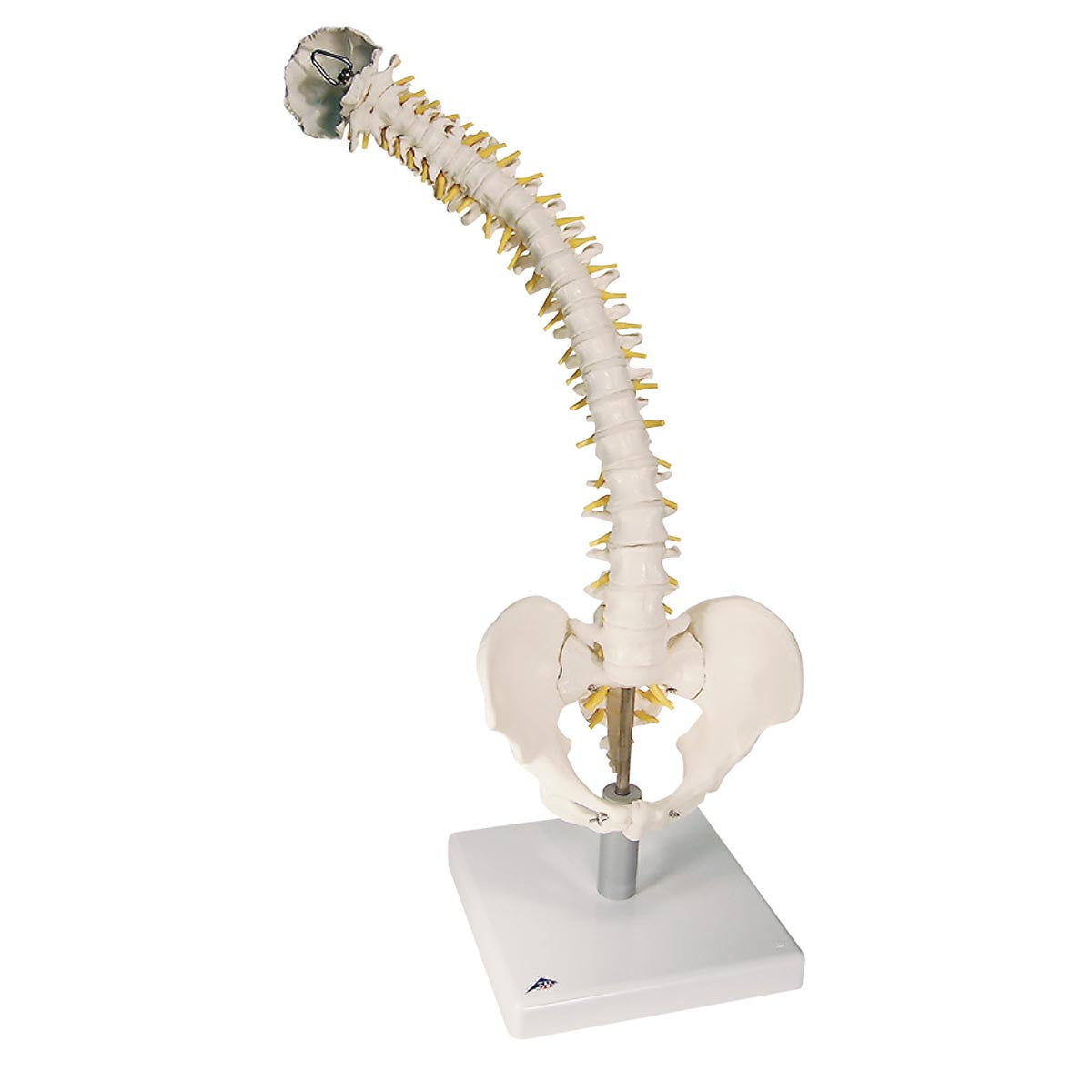 Flexibel modell av ryggraden med extra mjuka skivor, nerver etc. presenterat på stativ