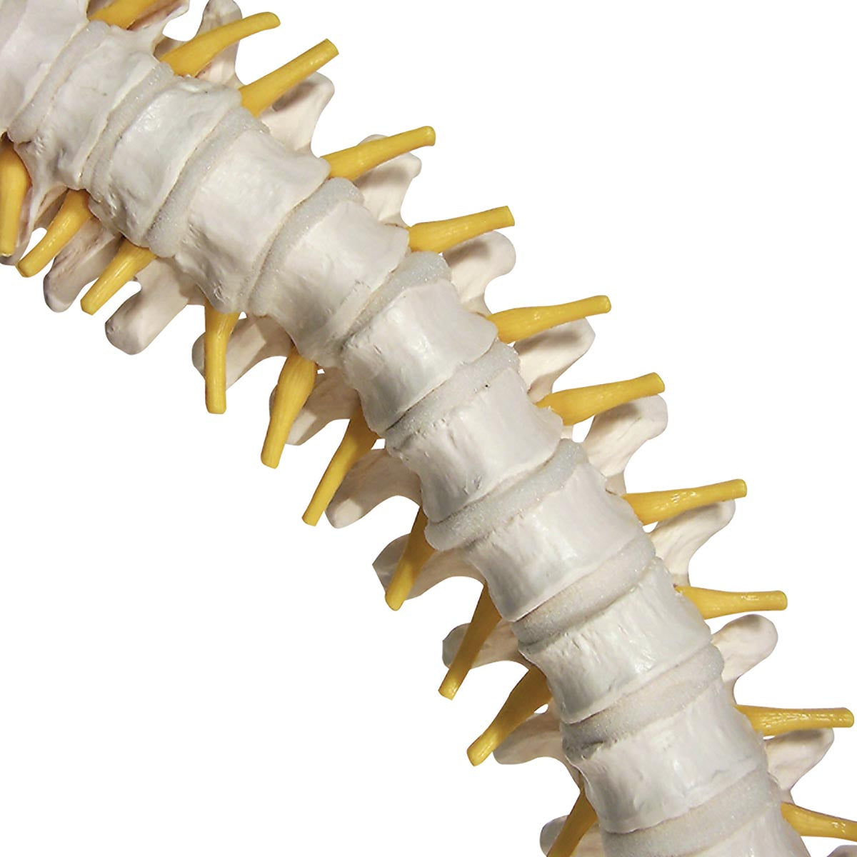 Flexible model of the spine with extra-soft discs, nerves etc. presented on a stand