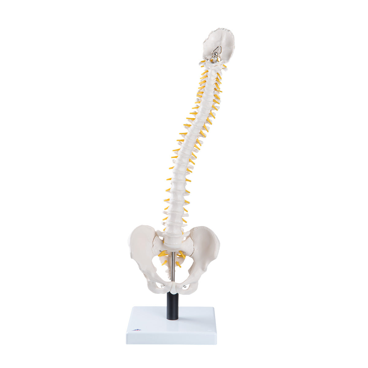 Fleksibel model af rygsøjlen med ekstrabløde diskus, nerver m.m. præsenteret på stander