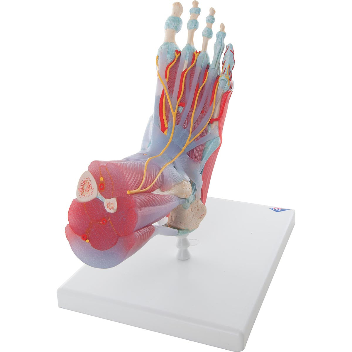 Komplet fodmodel med ledbånd, muskler, kar og nerver - kan adskilles i 6 dele