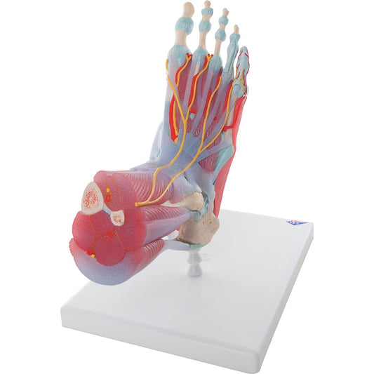 Complete foot model with ligaments, muscles, vessels and nerves - can be separated into 6 parts