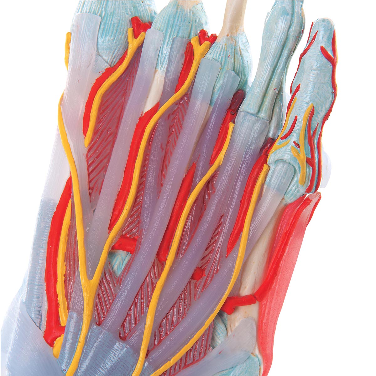 Komplett fotmodell med ligament, muskler, kärl och nerver - kan separeras i 6 delar
