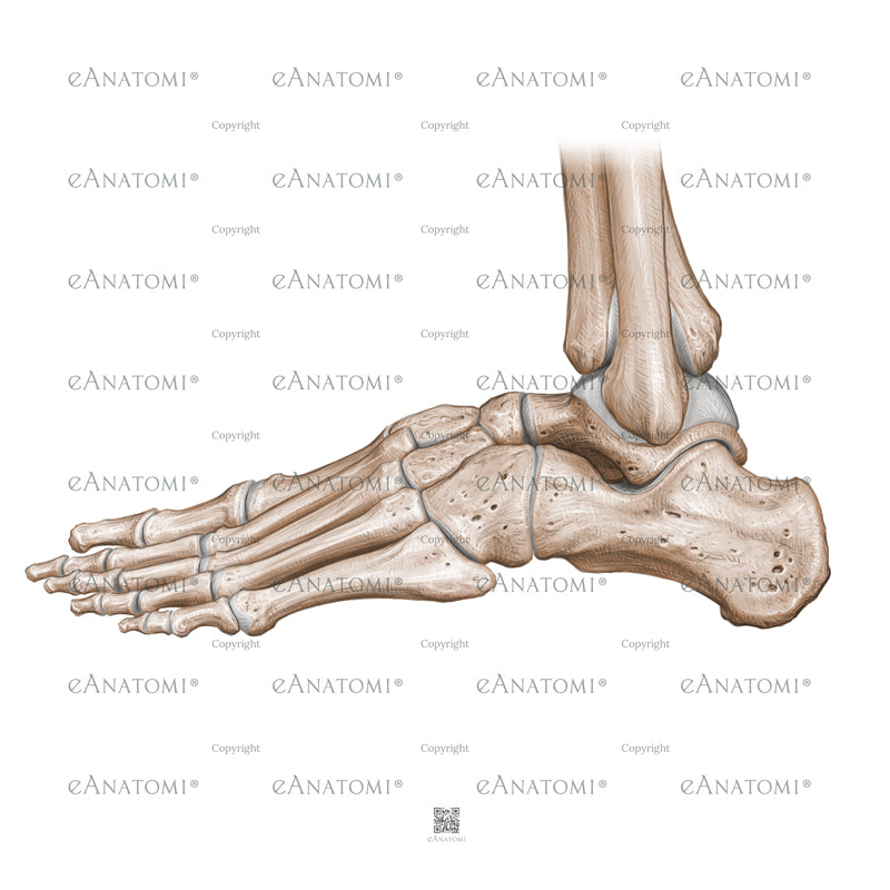 Digital illustration - fodens knogler
