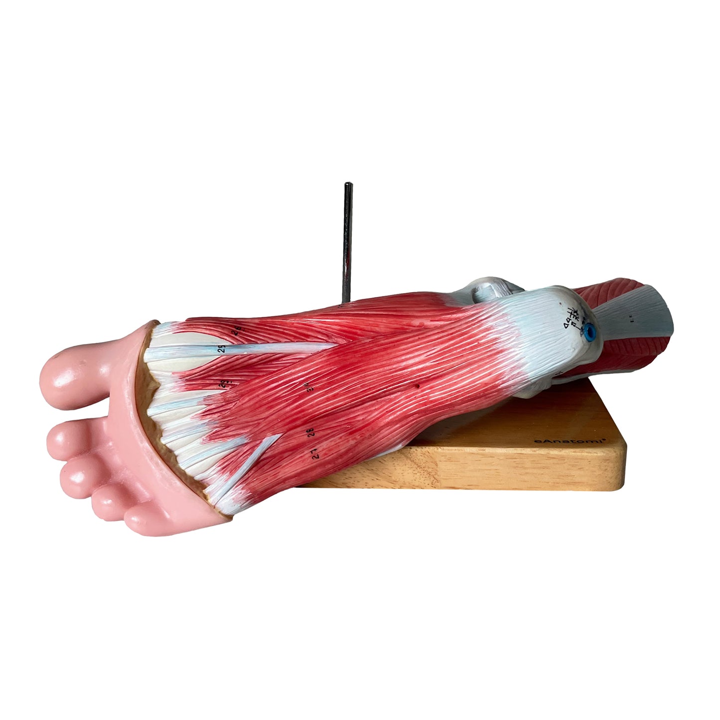 Foot model with visible muscles and ligaments