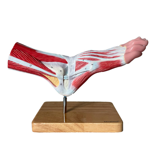 Foot model with visible muscles and ligaments