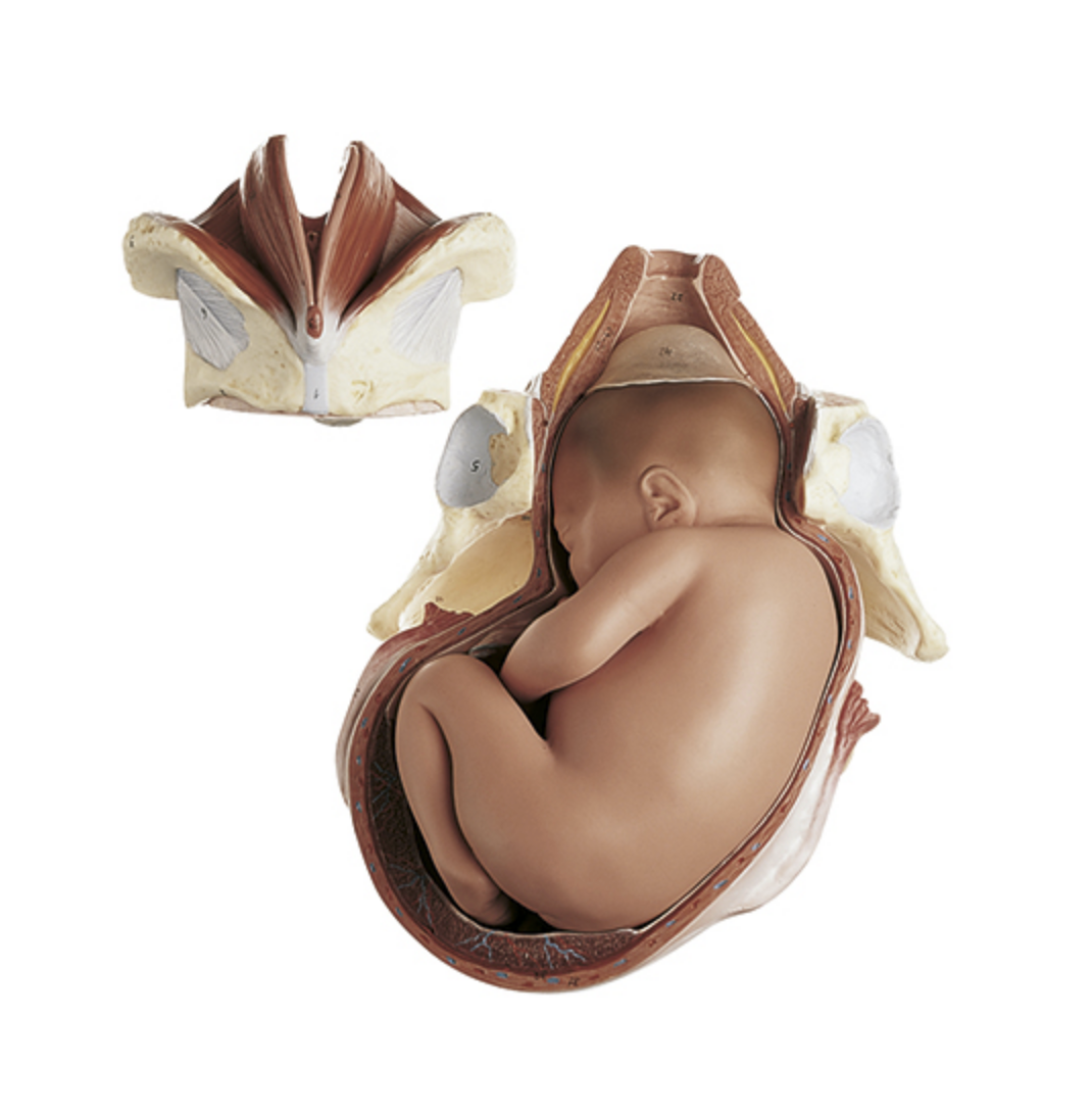 Model of birth in stages, stage 1