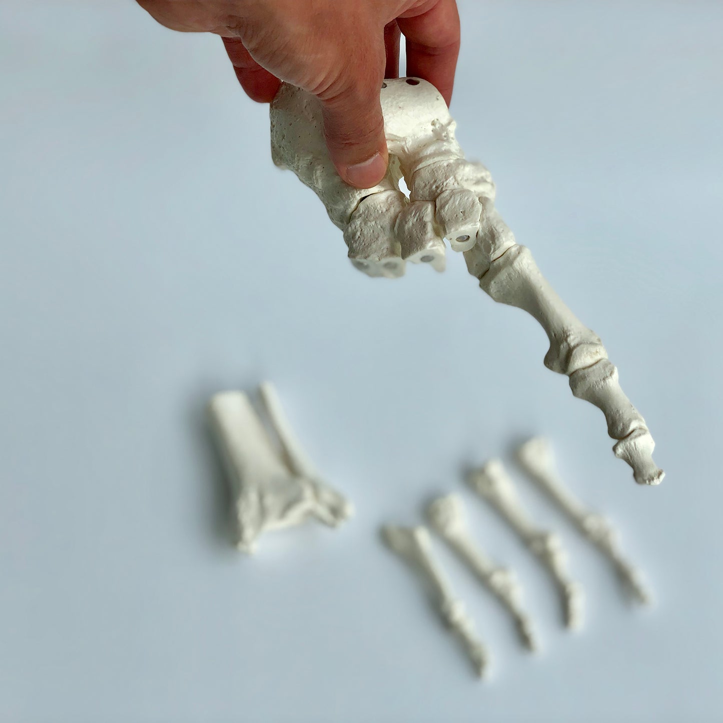 Model af fodens skelet samt lidt af skinne- og lægbenet. Alle knoglerne kan skilles ad