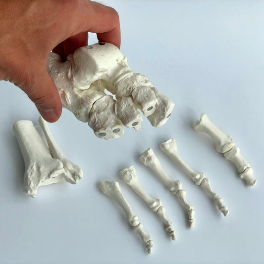Modell av fotens skelett och lite av skenbenet och vaden. Alla ben kan separeras