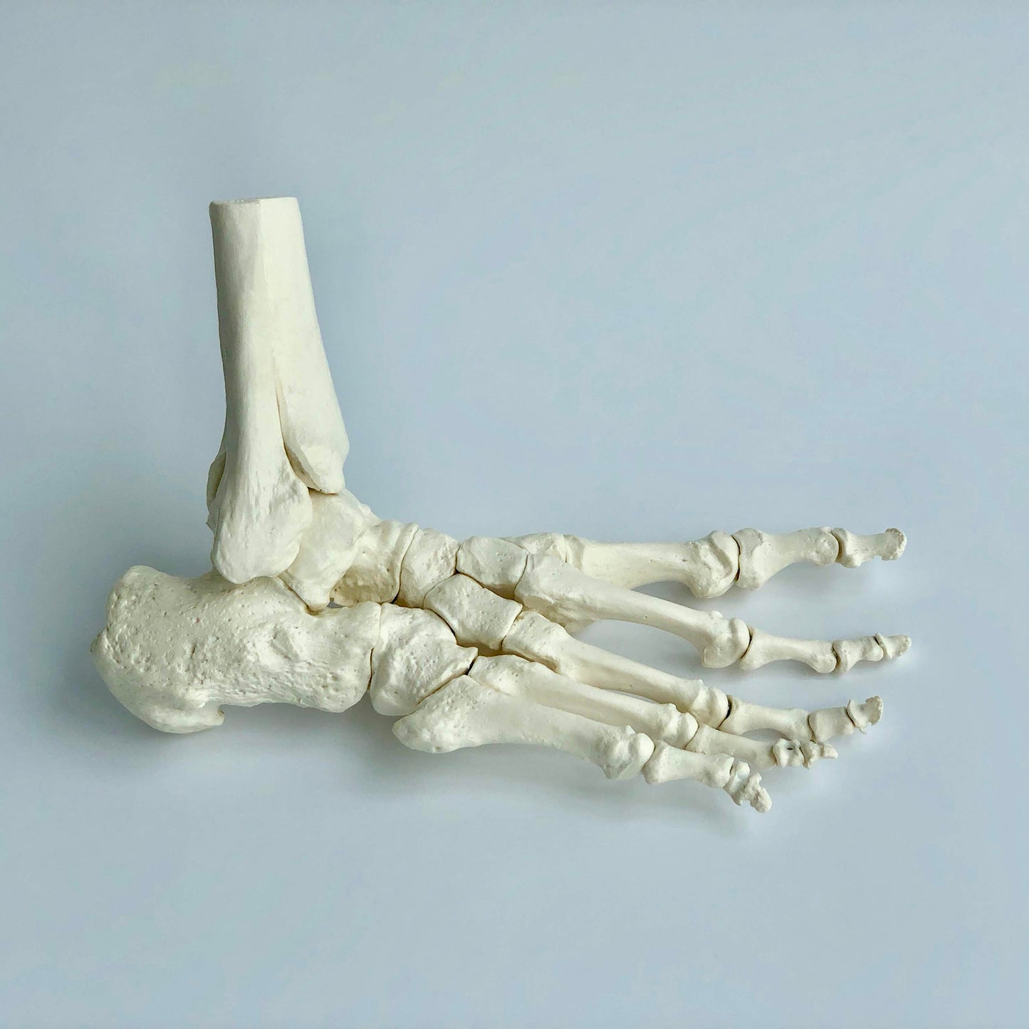 Model af fodens skelet samt lidt af skinne- og lægbenet. Alle knoglerne kan skilles ad