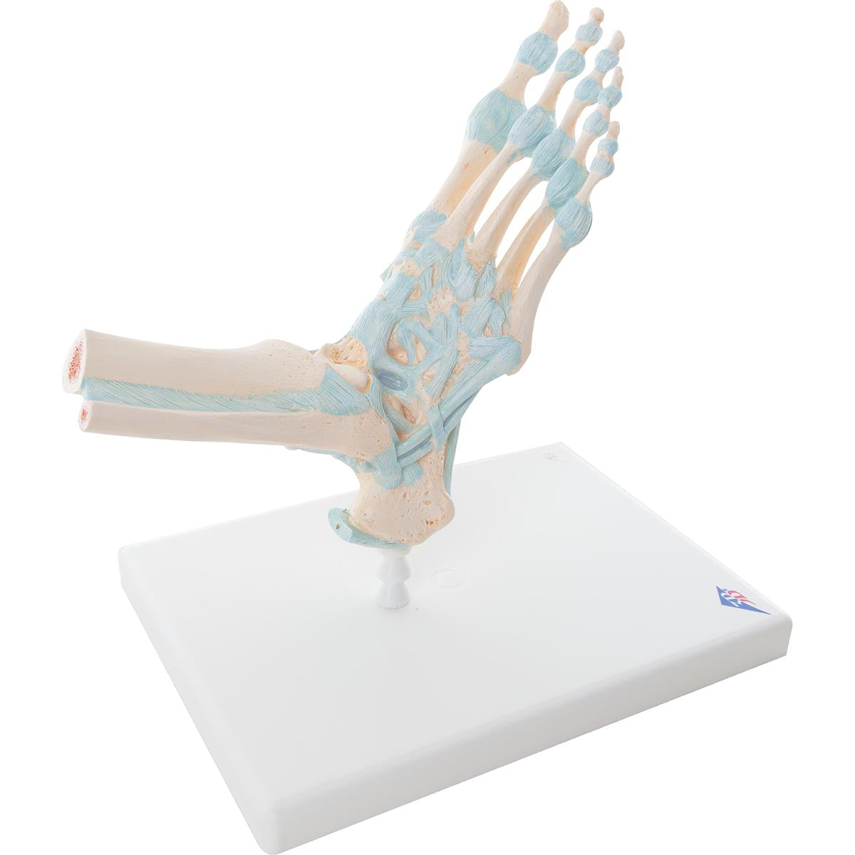 Modell av fotens skelett med ligament och hälsenan samt lite av smalbenet och vaden