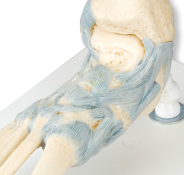 Modell av fotens skelett med ligament och hälsenan samt lite av smalbenet och vaden