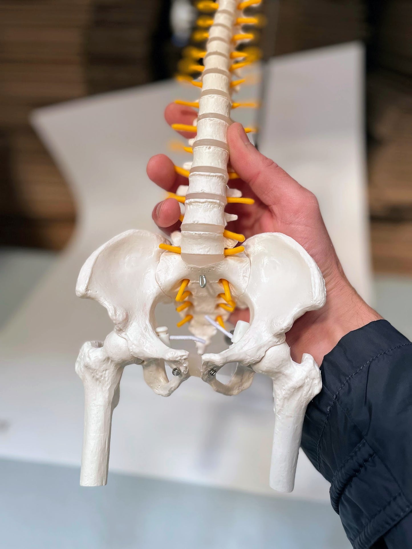 Skalmodell av ryggraden med nerver och andra ben presenterade på stativ