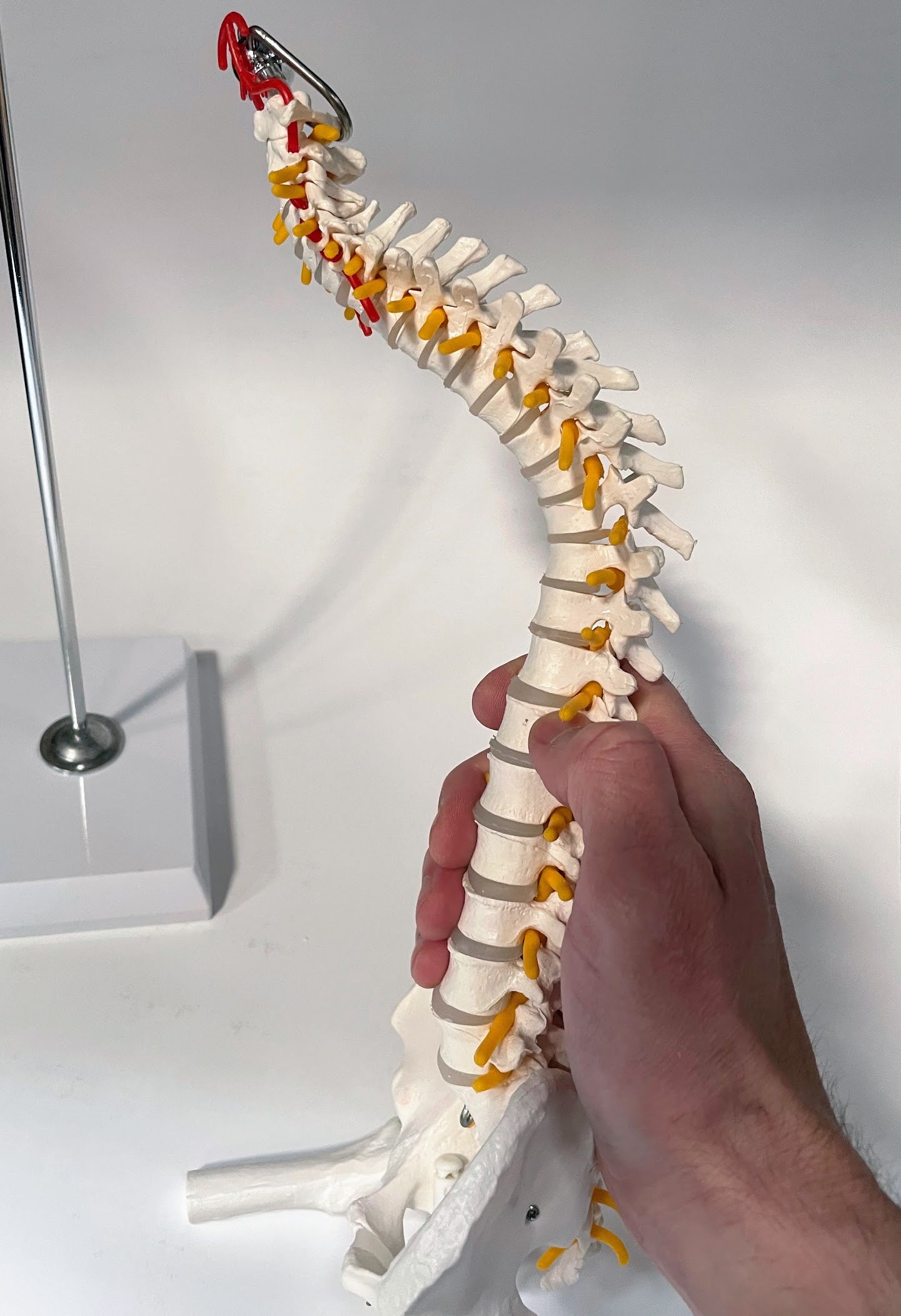 Formindsket model af rygsøjlen med nerver og andre knogler præsenteret på stativ