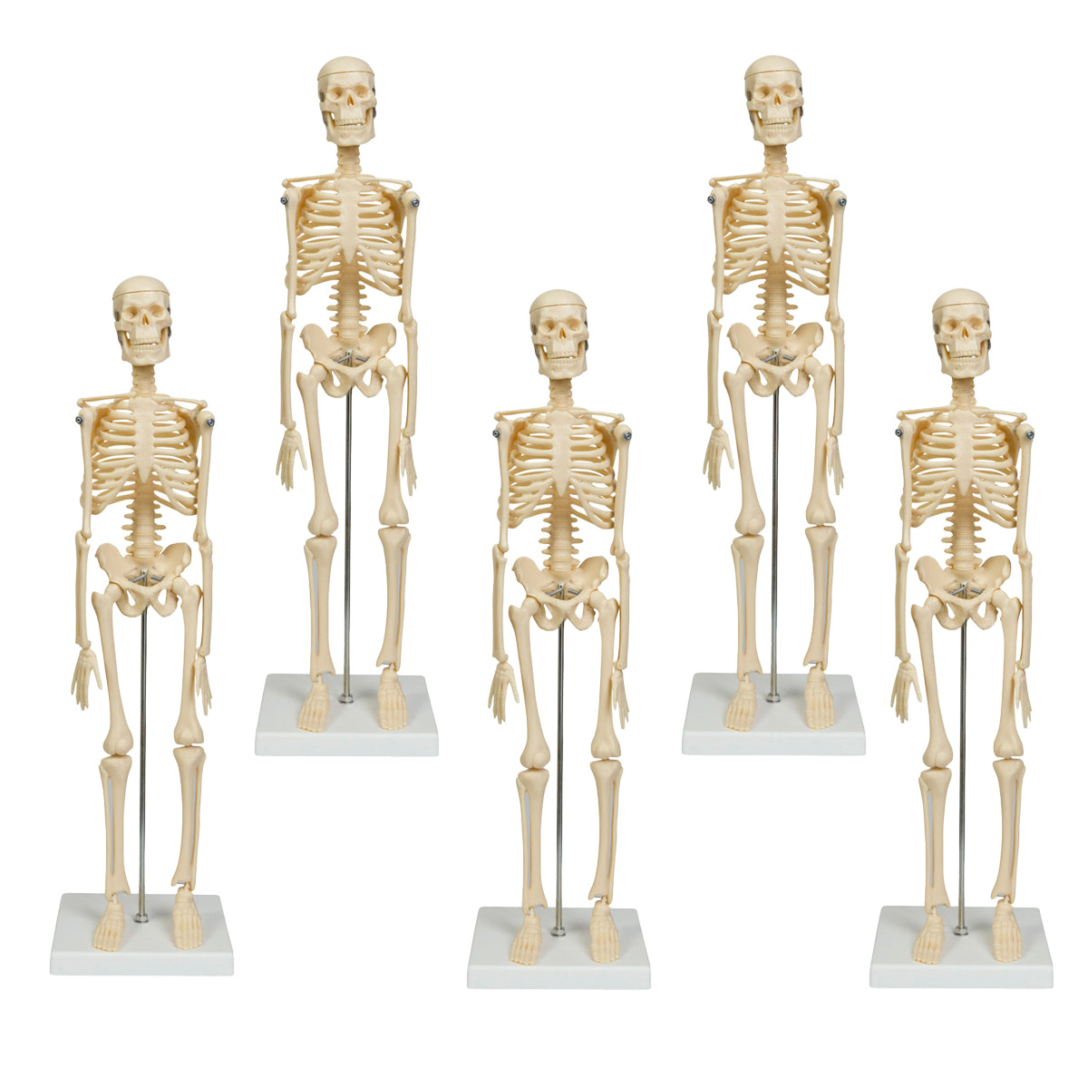 5 små skeletter