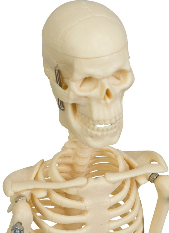 5 små skelett