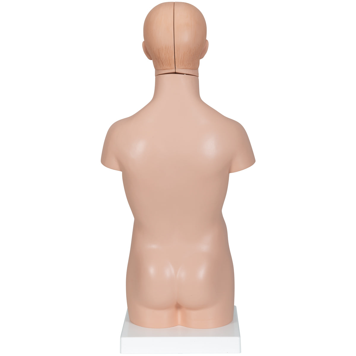 Reduced torso model in 12 parts without genitalia