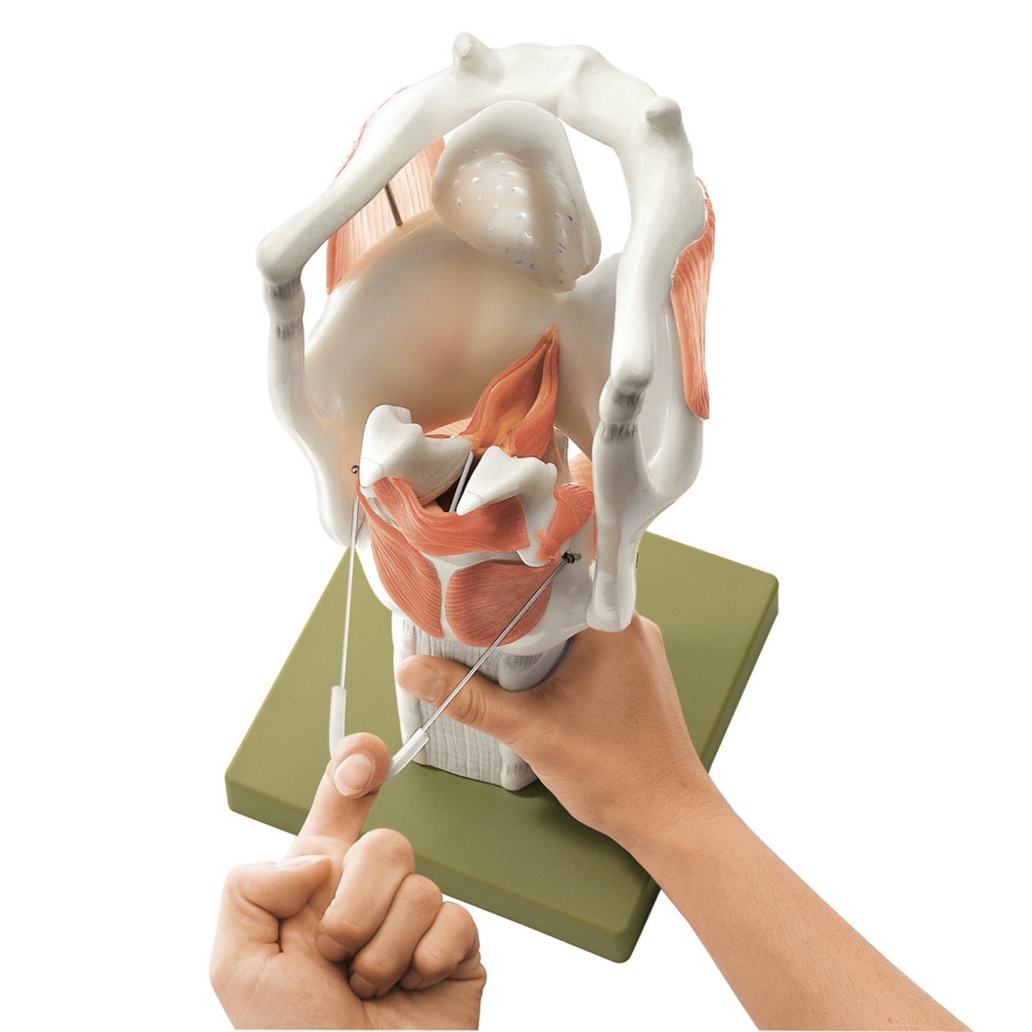 Enlarged and particularly movable larynx model with vocal folds and relationships to several other tissues