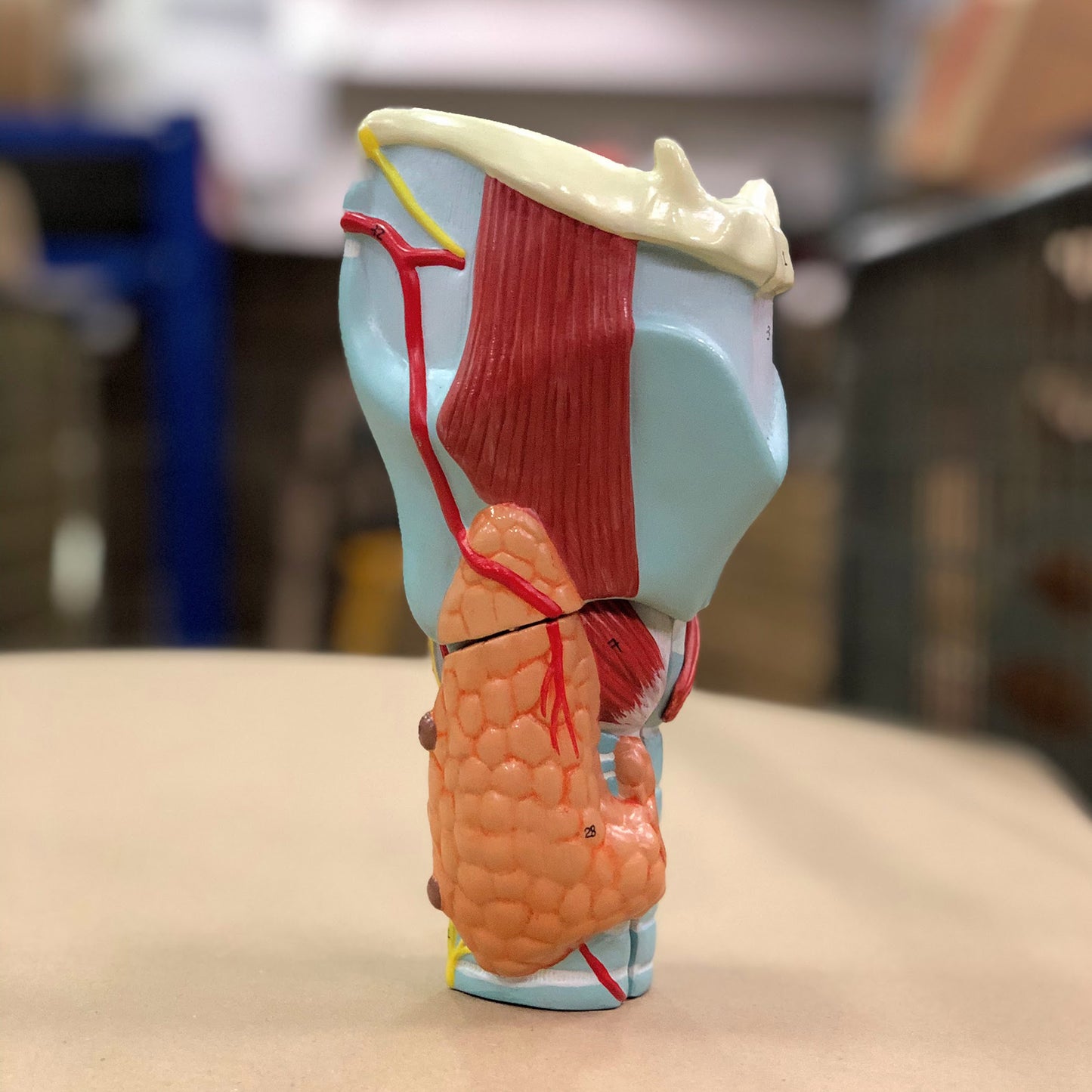 Enlarged larynx model with vocal folds and several other tissues. Can be separated into 5 parts