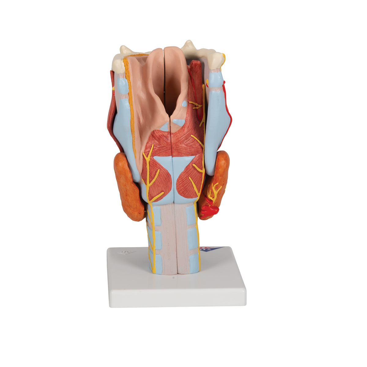 Enlarged larynx model with vocal folds and several other tissues. Can be separated into 7 parts