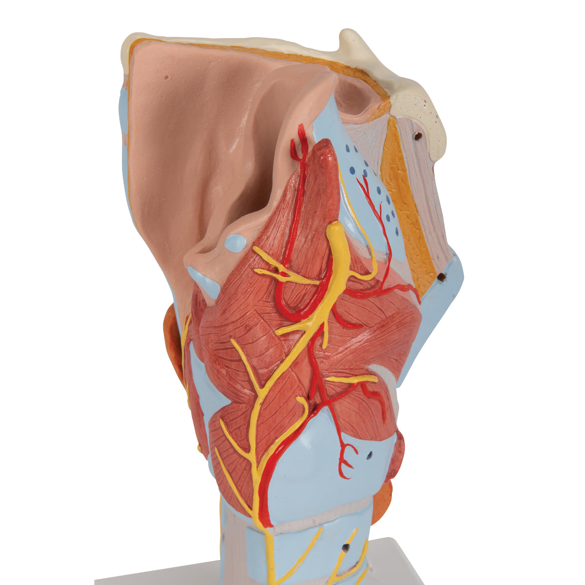 Förstorad struphuvudsmodell med stämband och flera andra vävnader. Kan delas upp i 7 delar