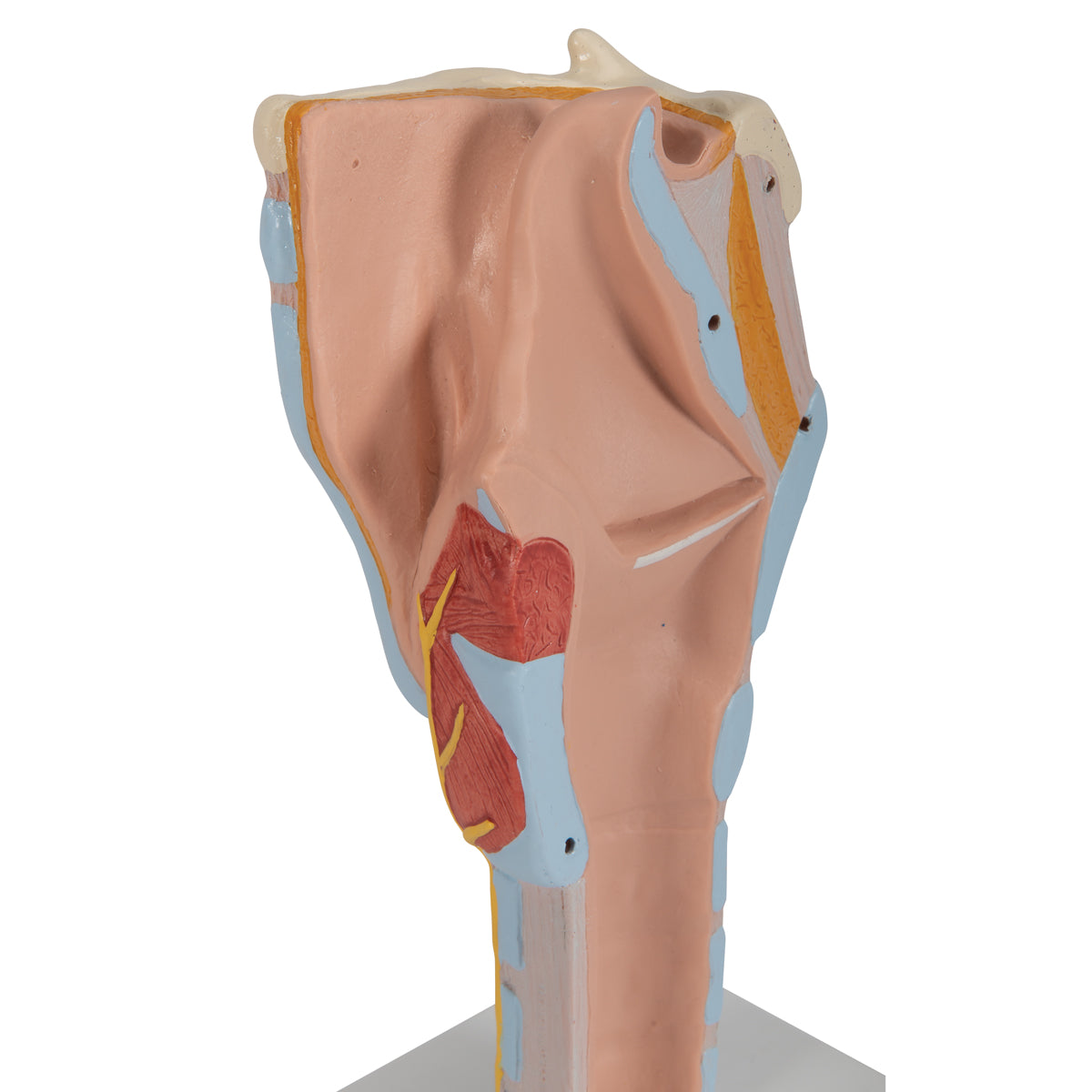 Enlarged larynx model with vocal folds and several other tissues. Can be separated into 7 parts