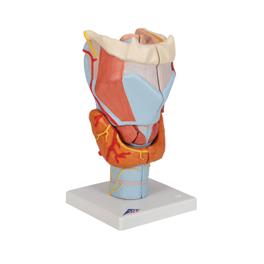 Förstorad struphuvudsmodell med stämband och flera andra vävnader. Kan delas upp i 7 delar