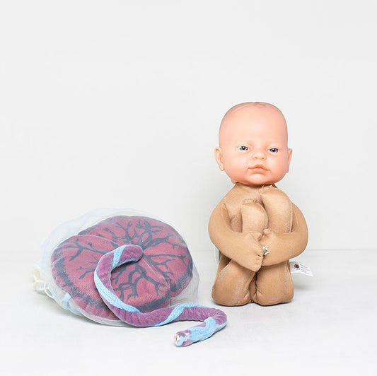 Fetal doll with placenta and umbilical cord as well as visible chorion and amnion