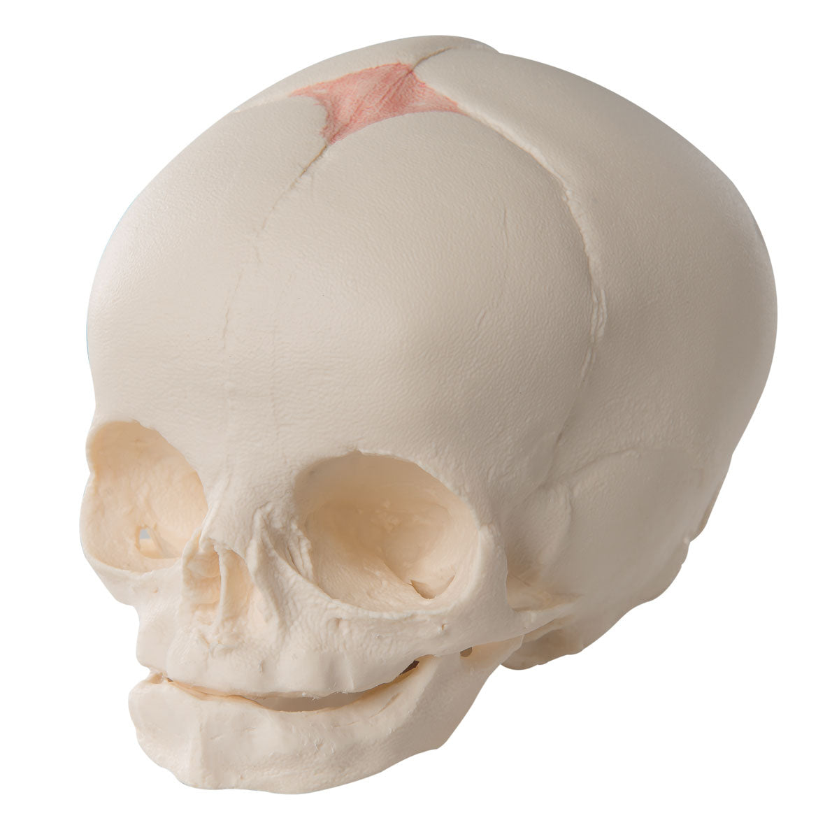 Model of a fetal skull with fontanelles corresponding to pregnancy week 30