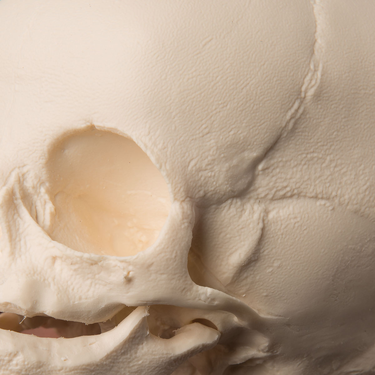 Model of a fetal skull with fontanelles corresponding to pregnancy week 30