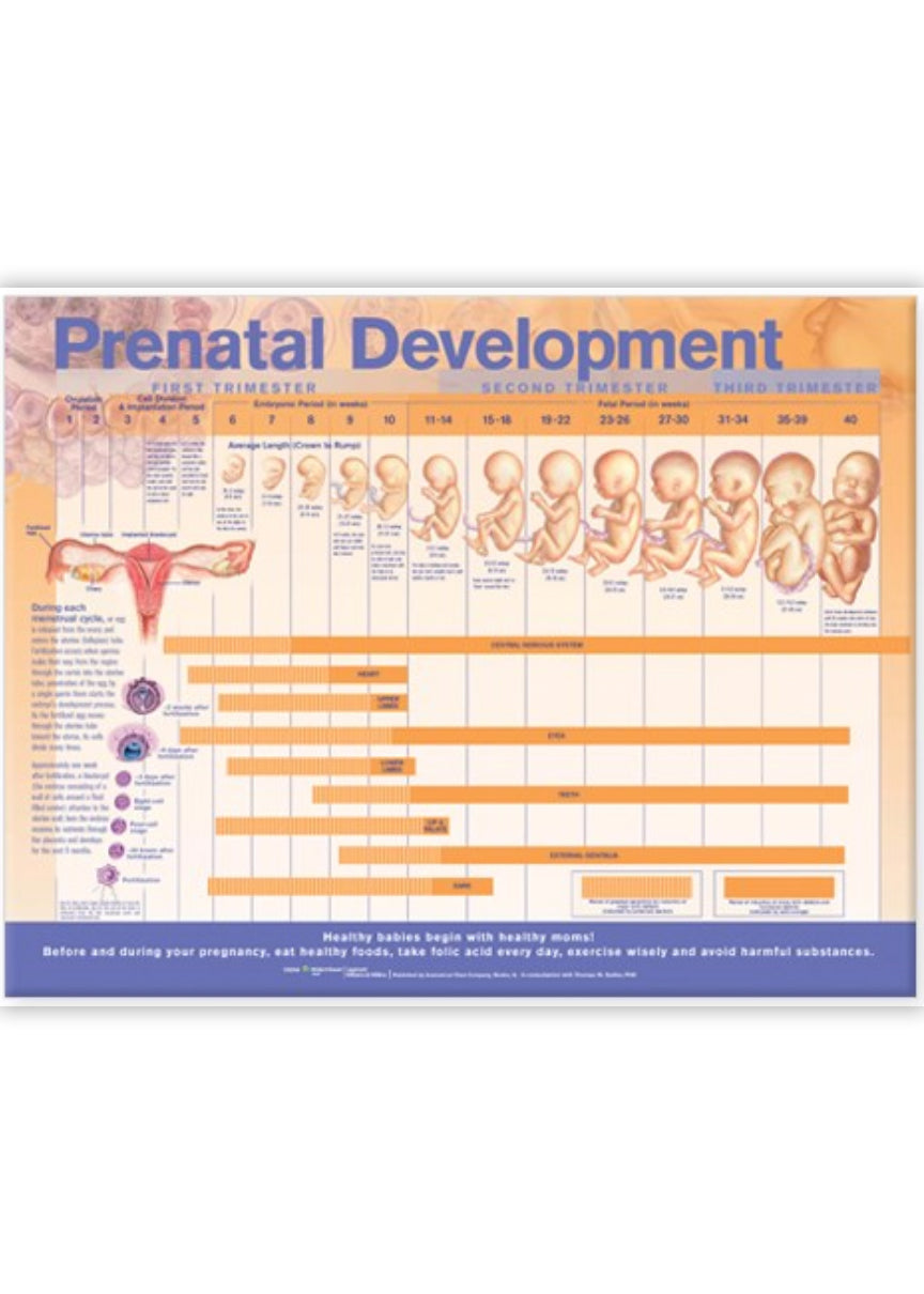 Laminated poster about fetal development with text in English 