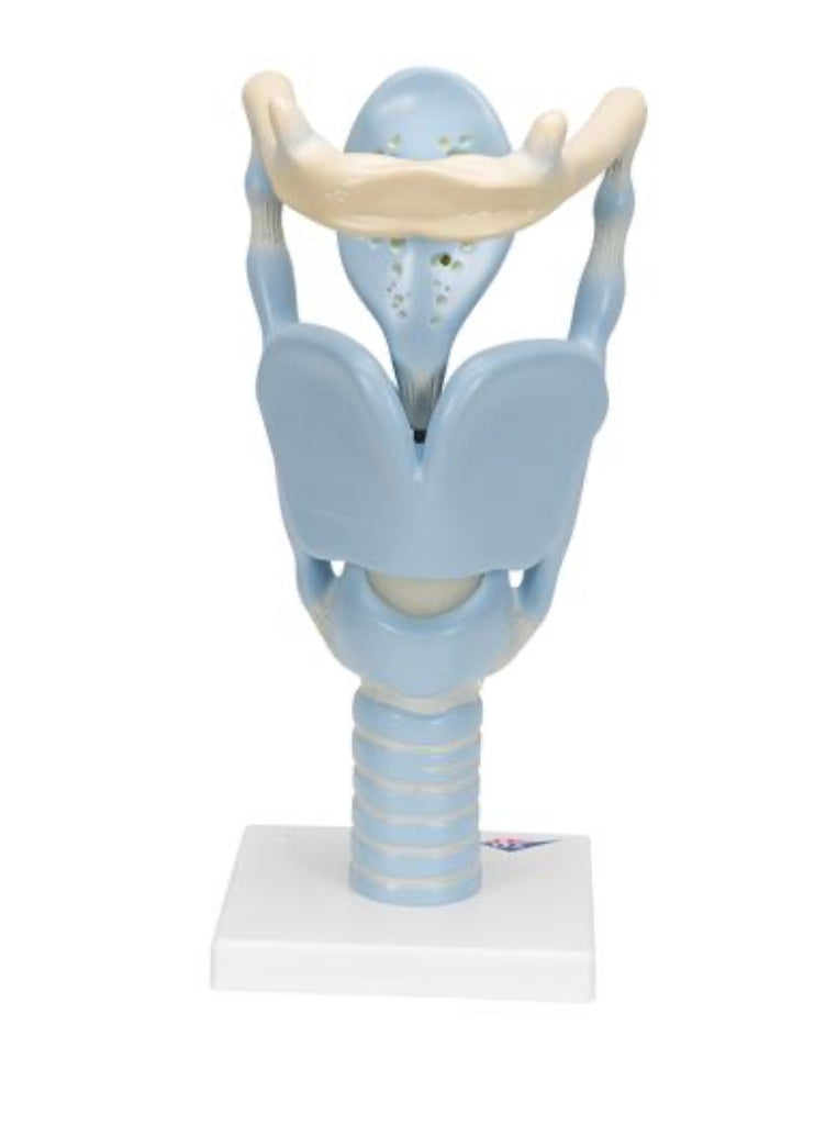 Functional larynx in 3 x normal size