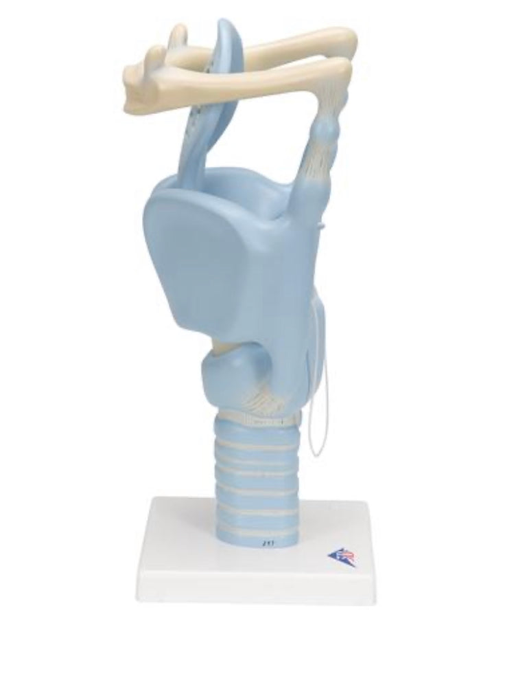Functional larynx in 3 x normal size