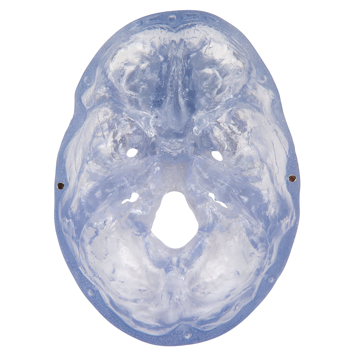 Transparent skull model that can be divided into 3