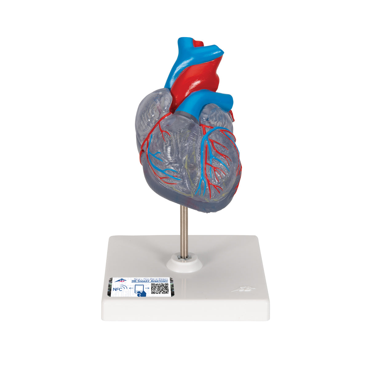Scaled and transparent heart model with the impulse conduction system