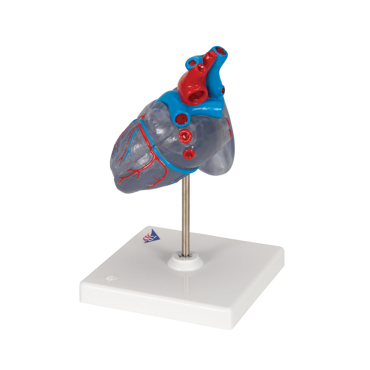 Scaled and transparent heart model with the impulse conduction system