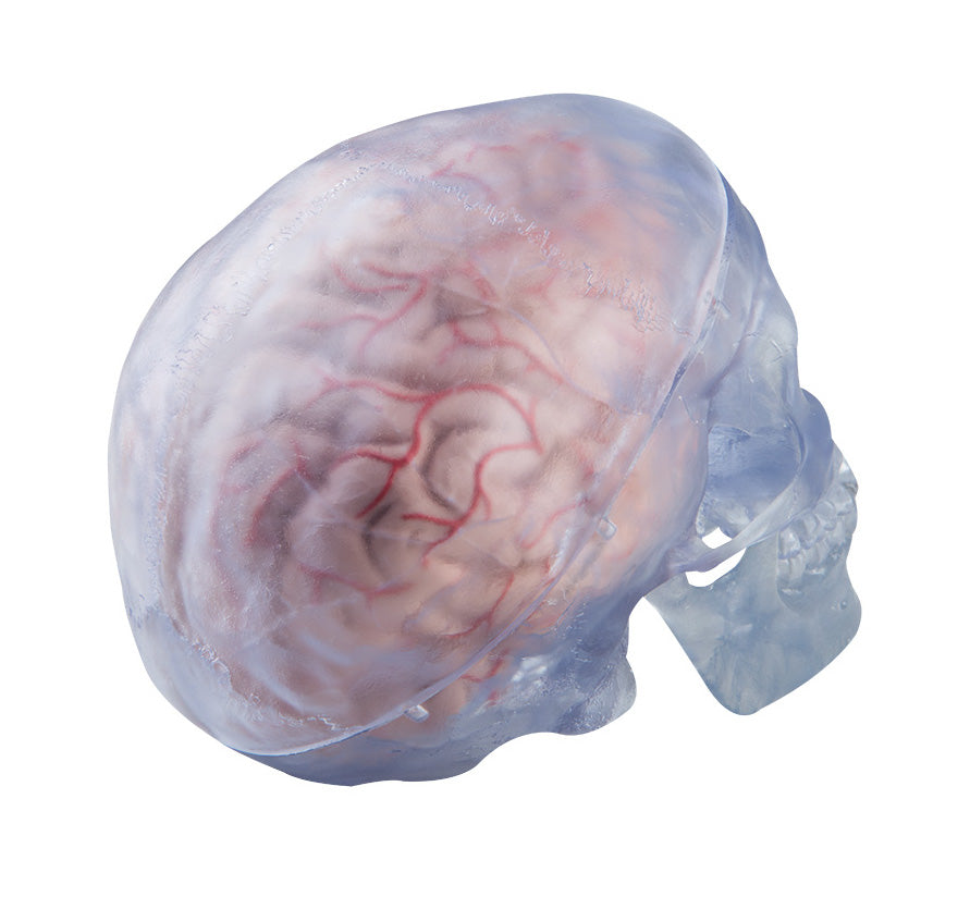 Transparent skull model that can be divided into 3